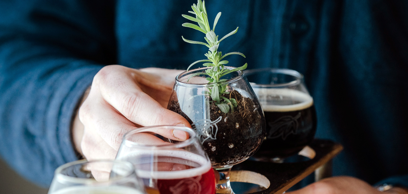 plant in a beer glass